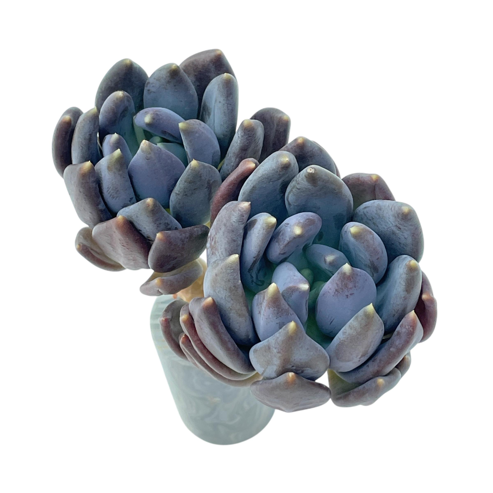 Echeveria Black Swan, Double