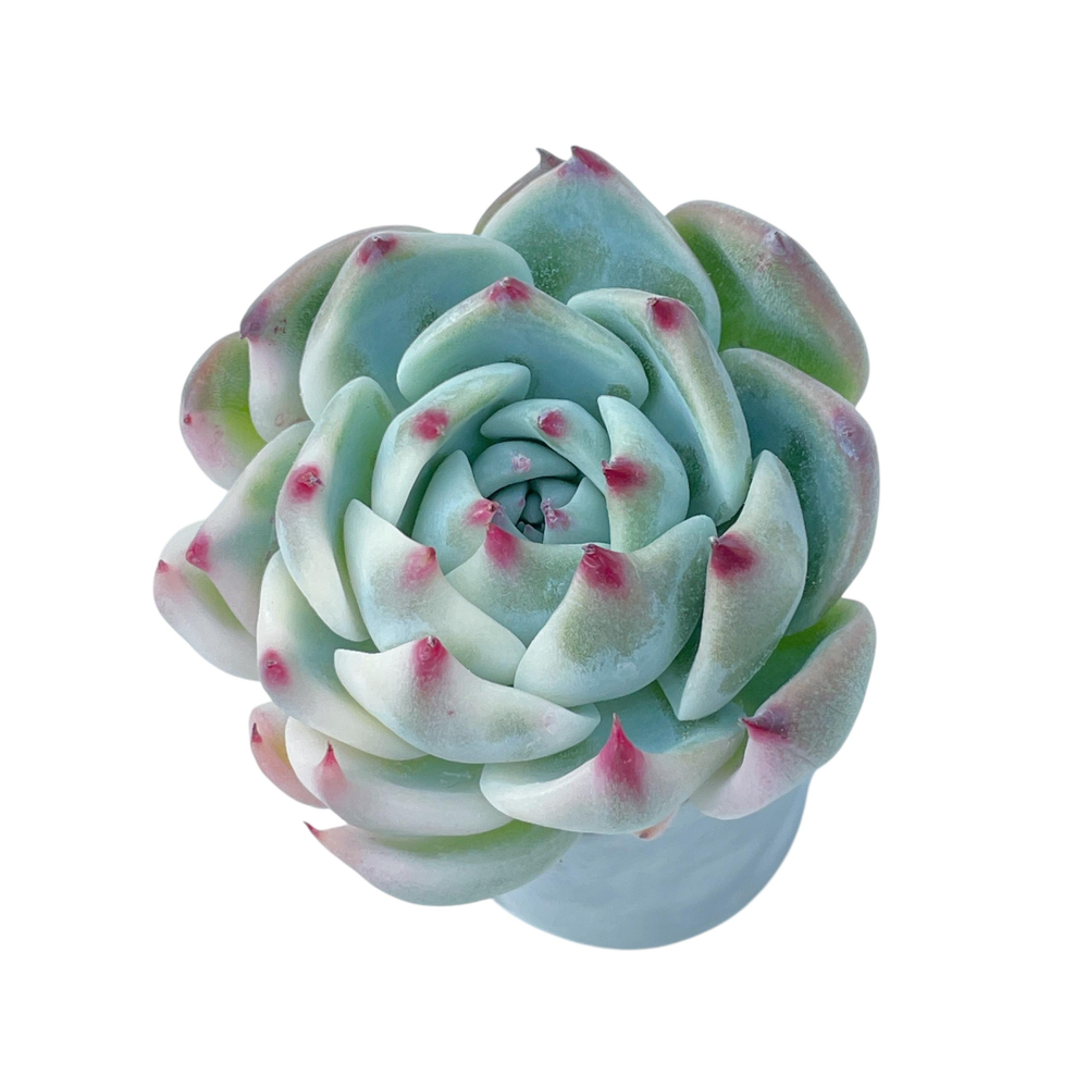 Echeveria Chihuahuaensis Variegata