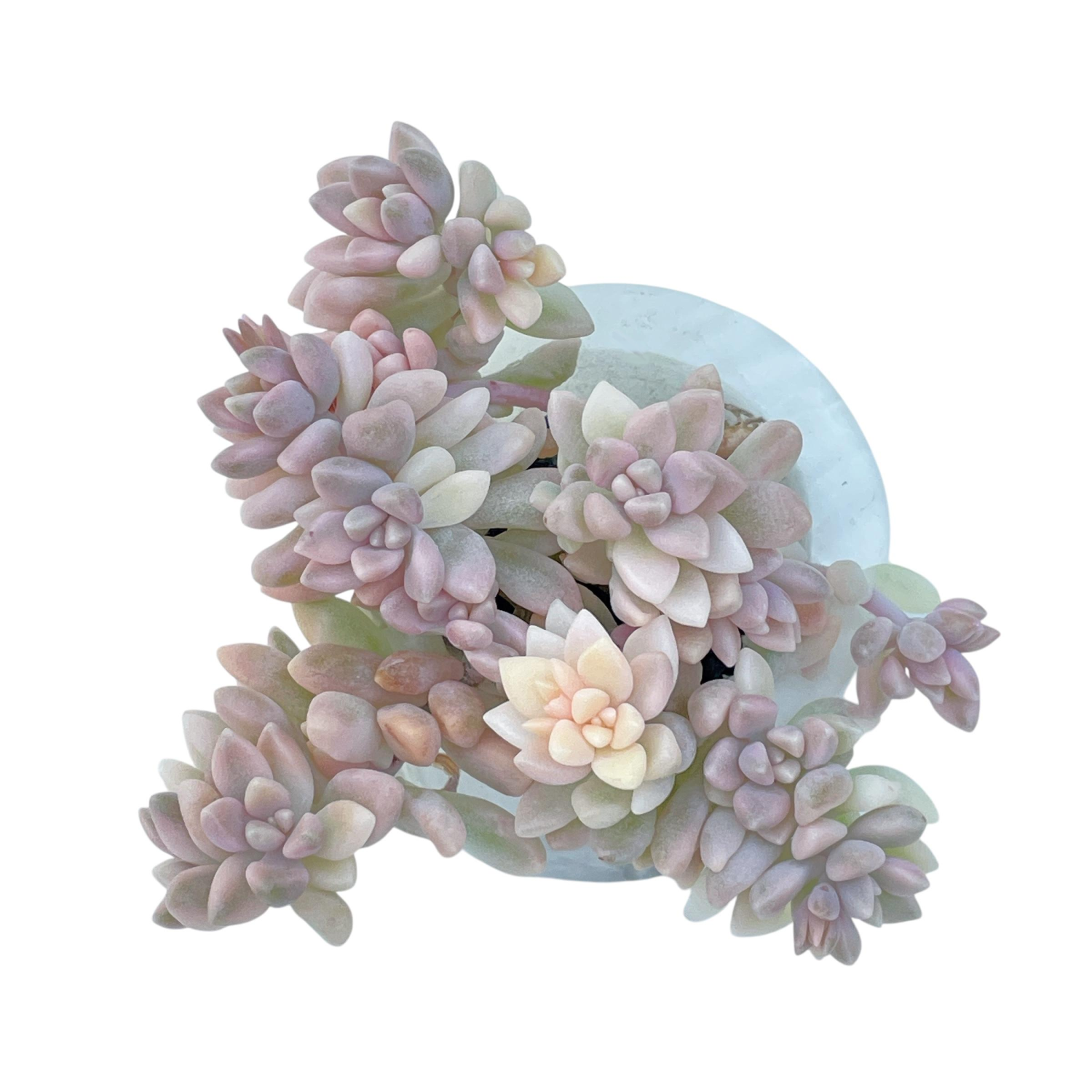 Pachyphytum Oviferum, Variegata – Cedar Creek Farmhouse