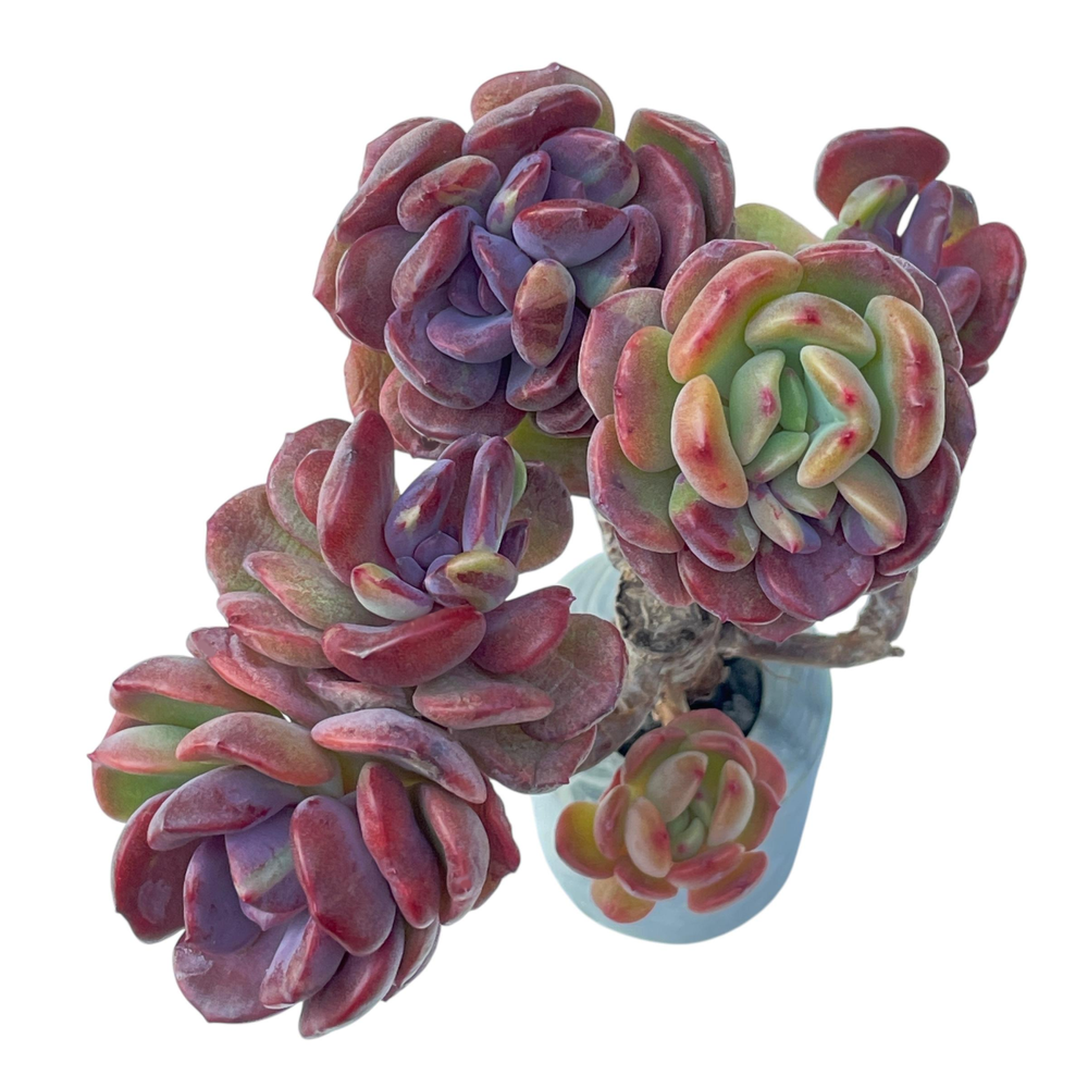 Echeveria Dentra, Variegata