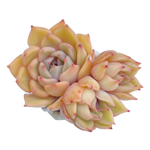 Echeveria Silonica