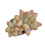 Pachyphytum Icarus