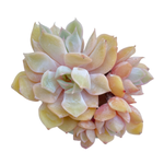 Echeveria Peerless