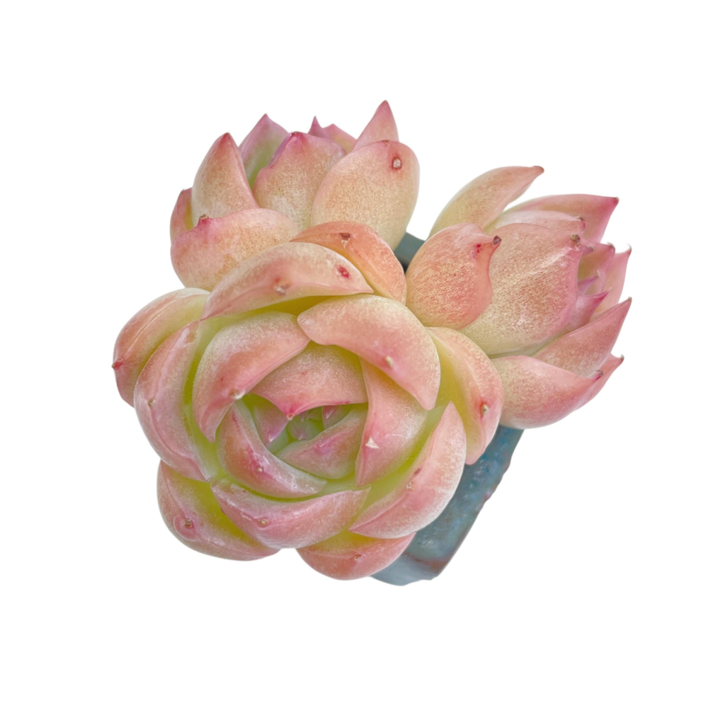 Echeveria Silhouette