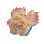 Echeveria Silhouette
