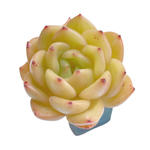 Echeveria Monroe Chanel