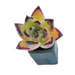Echeveria Agavoides Sp.