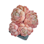Echeveria Gold Light