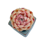 Echeveria Sp.