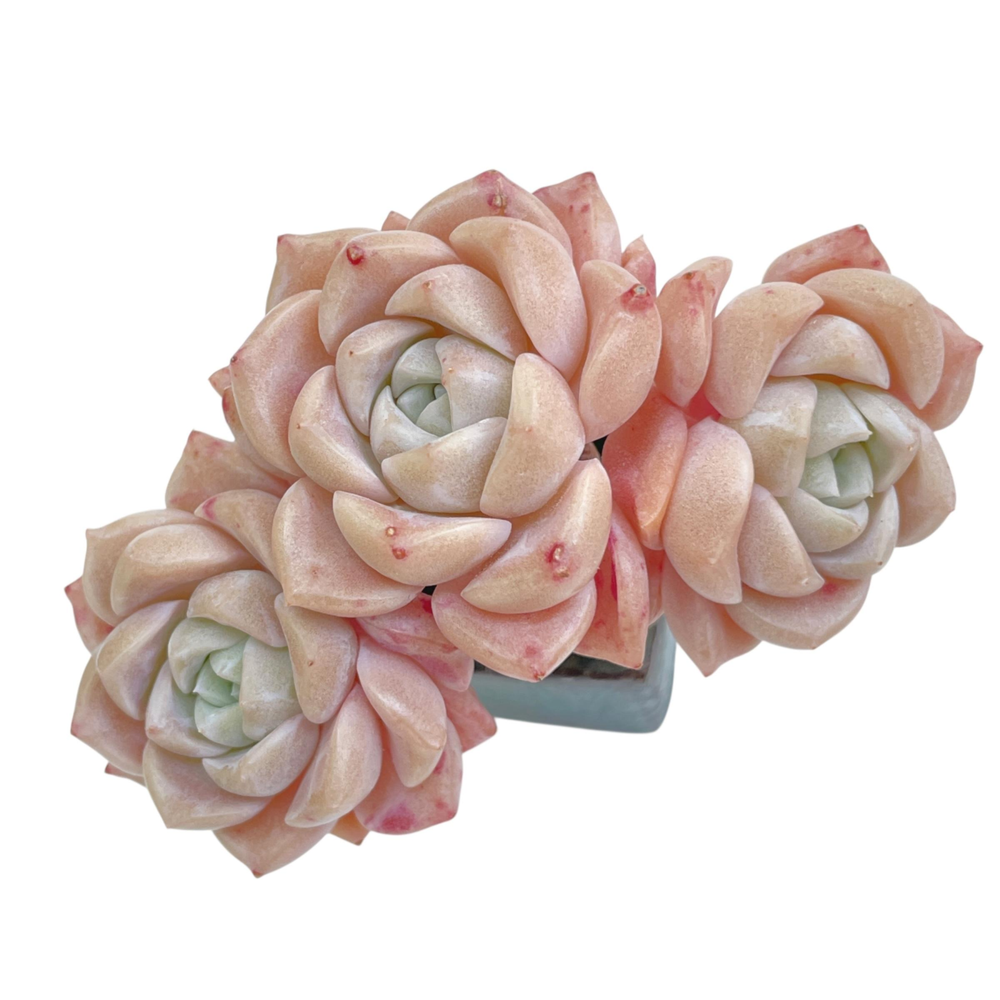 Echeveria Pink Spot