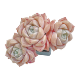 Echeveria Pink Spot