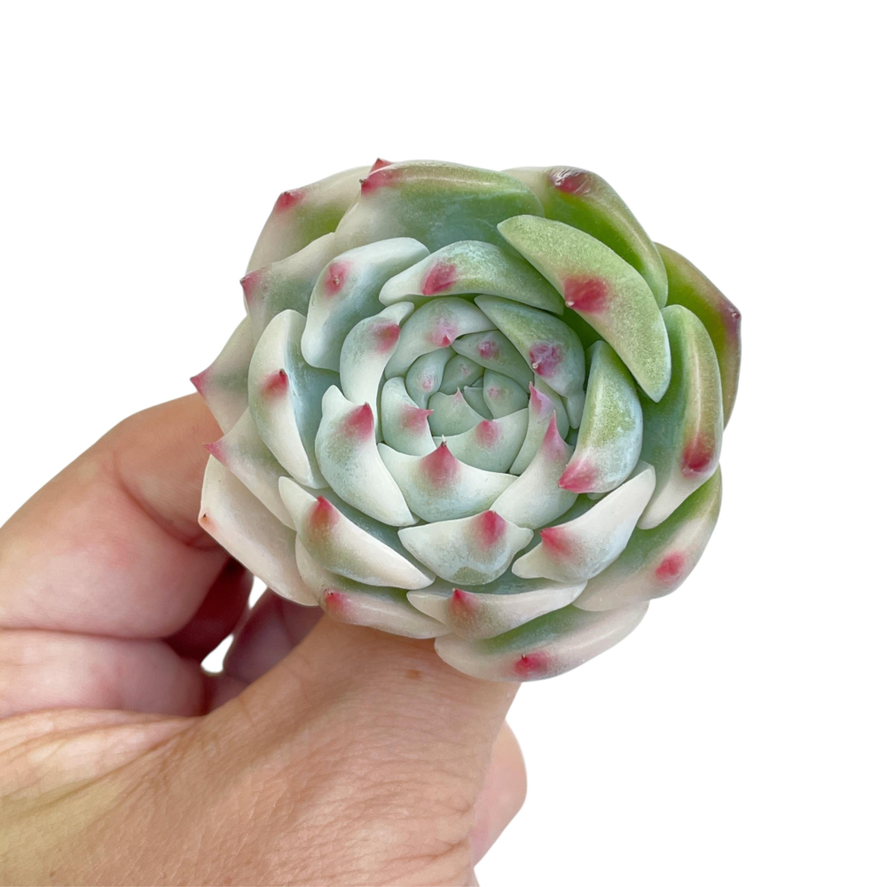Echeveria Chihuahuaensis, Variegata