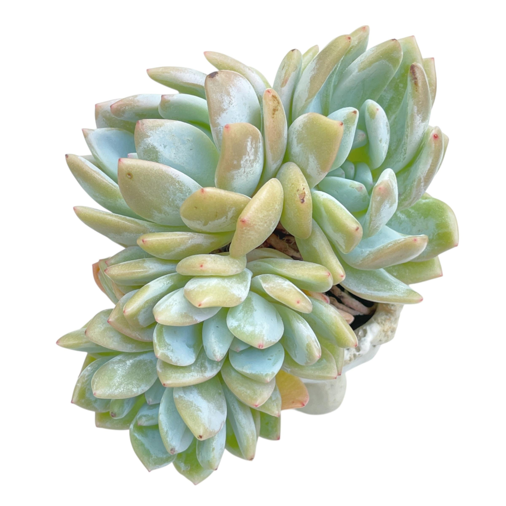 Echeveria Lindsayana Monroe, Large Cluster