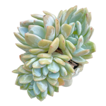 Echeveria Lindsayana Monroe, Large Cluster
