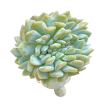 Echeveria Lindsayana Monroe, Cristata