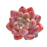 Echeveria Pena