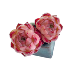 Echeveria Shani