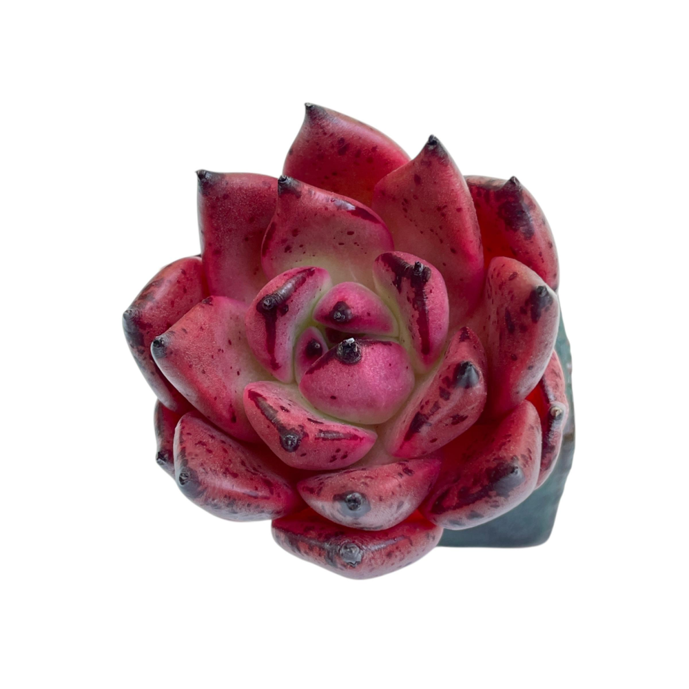 Echeveria Red Kingdom