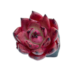 Echeveria Red Kingdom