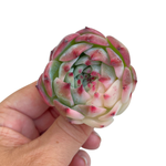 Echeveria Chihuahuaensis, Variegata