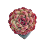 SALE! Echeveria TM