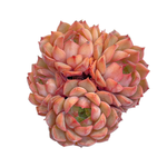 Echeveria Pink Stella