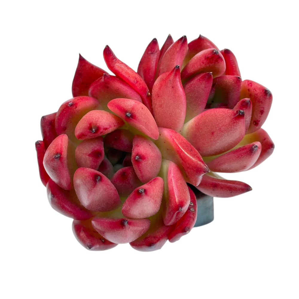 Echeveria Amestro, Double