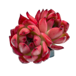 Echeveria Amestro, Double