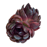 Echeveria Black Rose