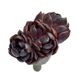 Echeveria Black Rose, Large Cluster