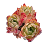 Echeveria Elizabeth