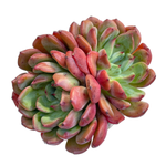 SALE! Echeveria Apple Pie
