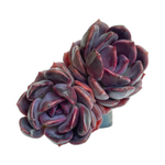 Echeveria Dark Chocolate