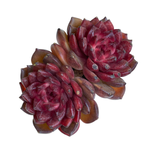 Echeveria Red Chocolate