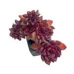 Echeveria Red Chocolate, Cristata
