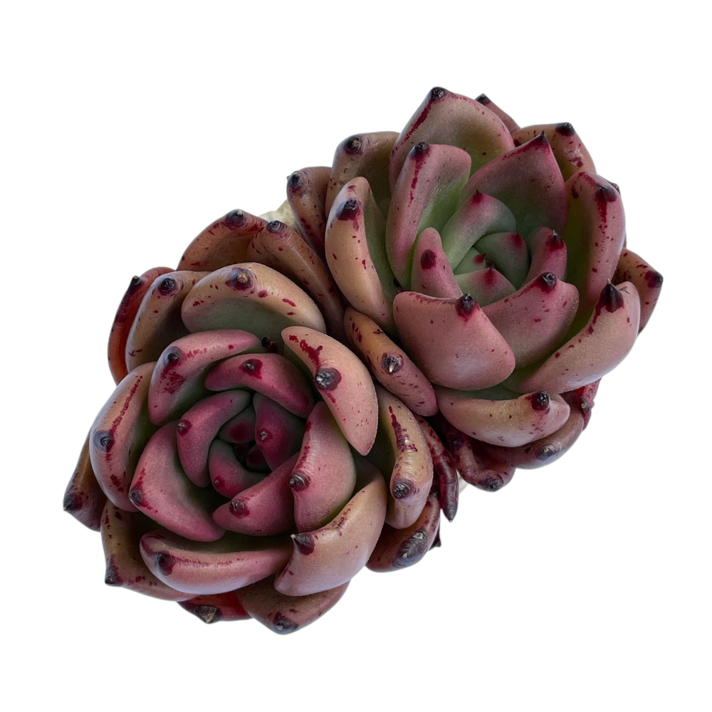 Echeveria Red Kingdom