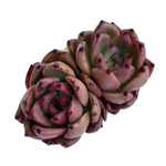 Echeveria Red Kingdom