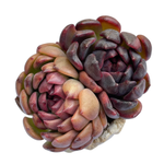 Echeveria Black Queen Hybrid