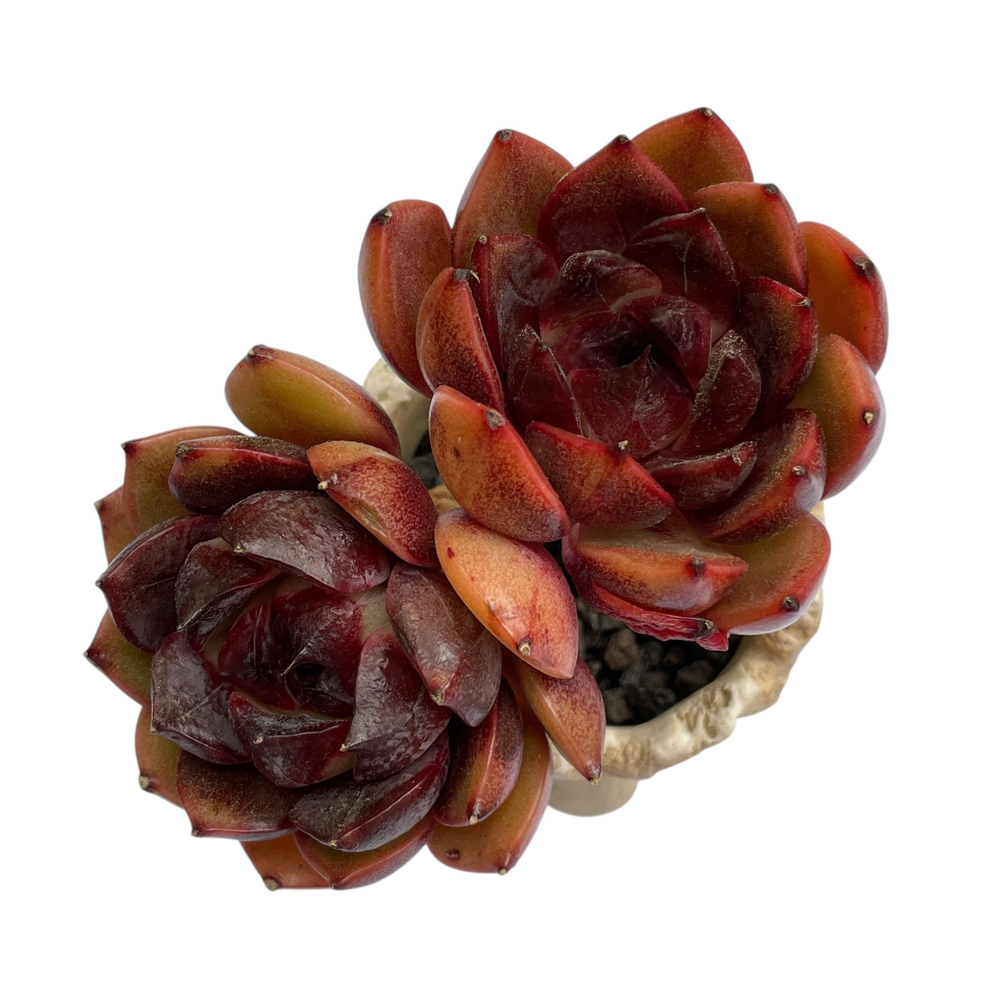 Echeveria Eclipse