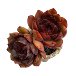 Echeveria Eclipse