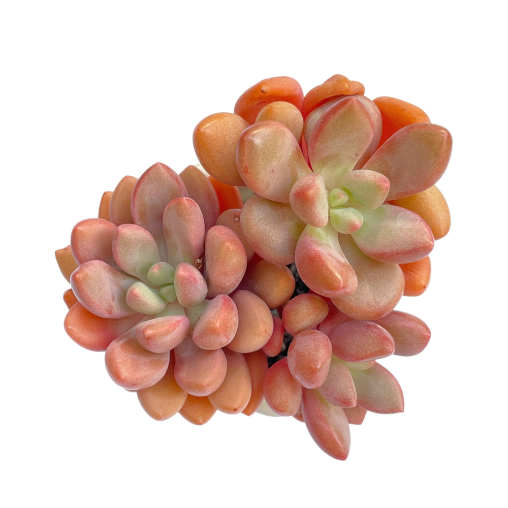 Echeveria Ruby Donna