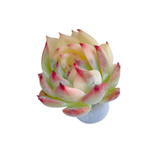 Echeveria Chihuahuaensis, Variegata