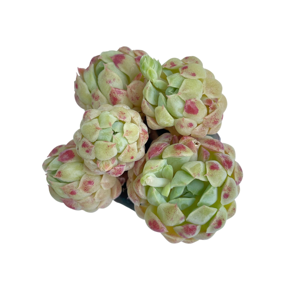 Echeveria Sugar Princess