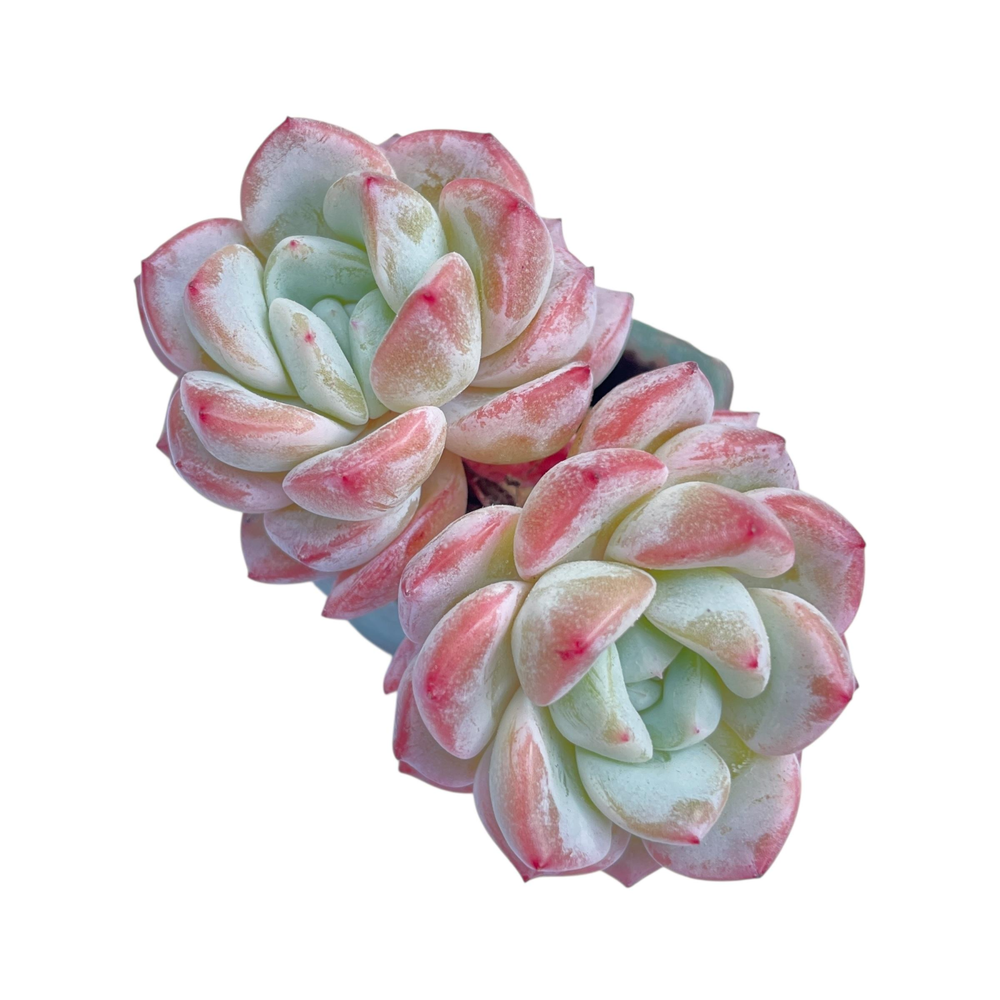 Echeveria Werther