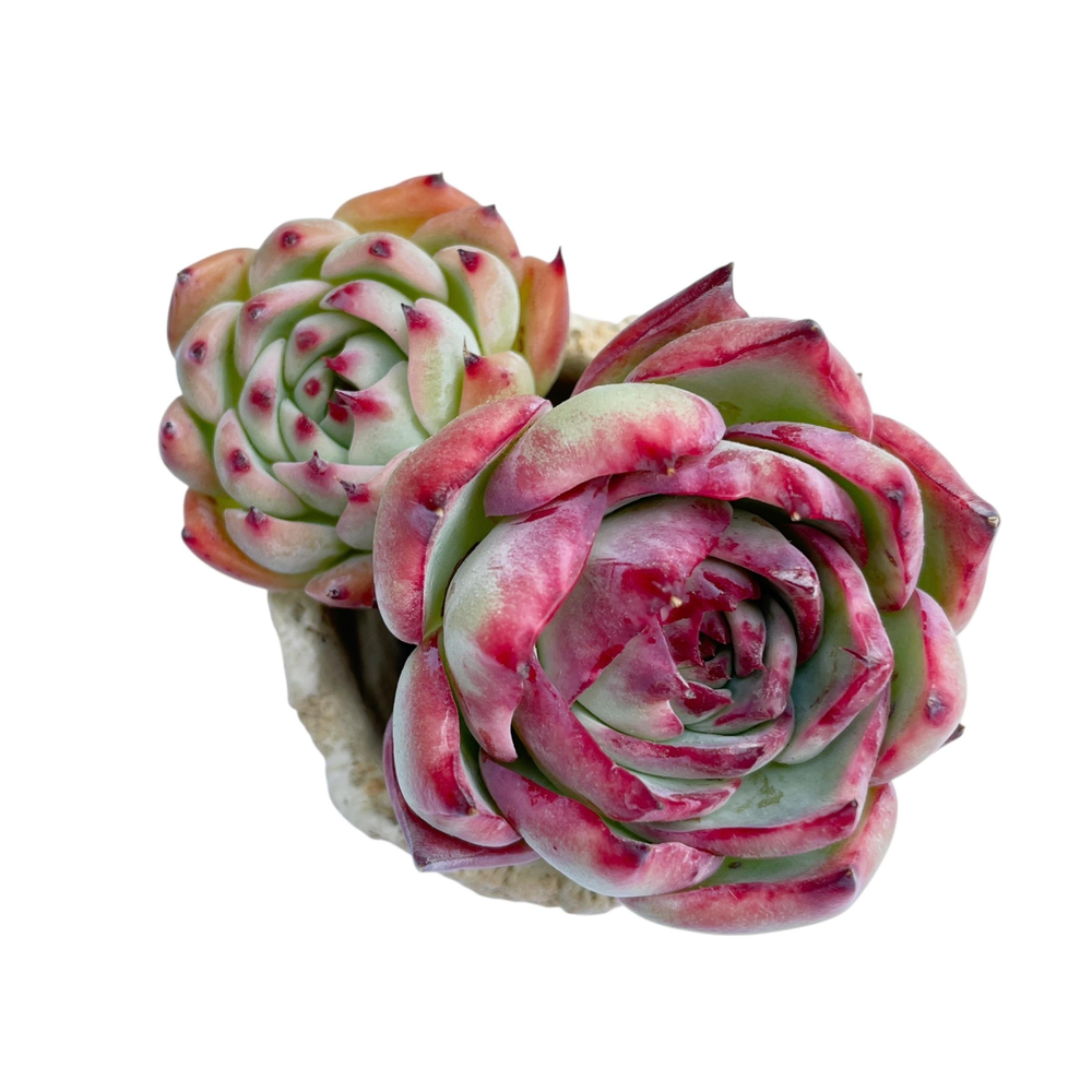 Echeveria Casio