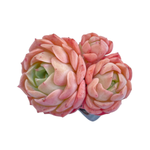 Echeveria Gold Light