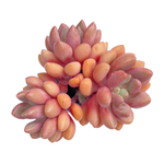 Echeveria Ruby Donna
