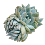 Echeveria Lindsayana Monroe, Cristata