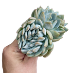 Echeveria Lindsayana Monroe, Cristata