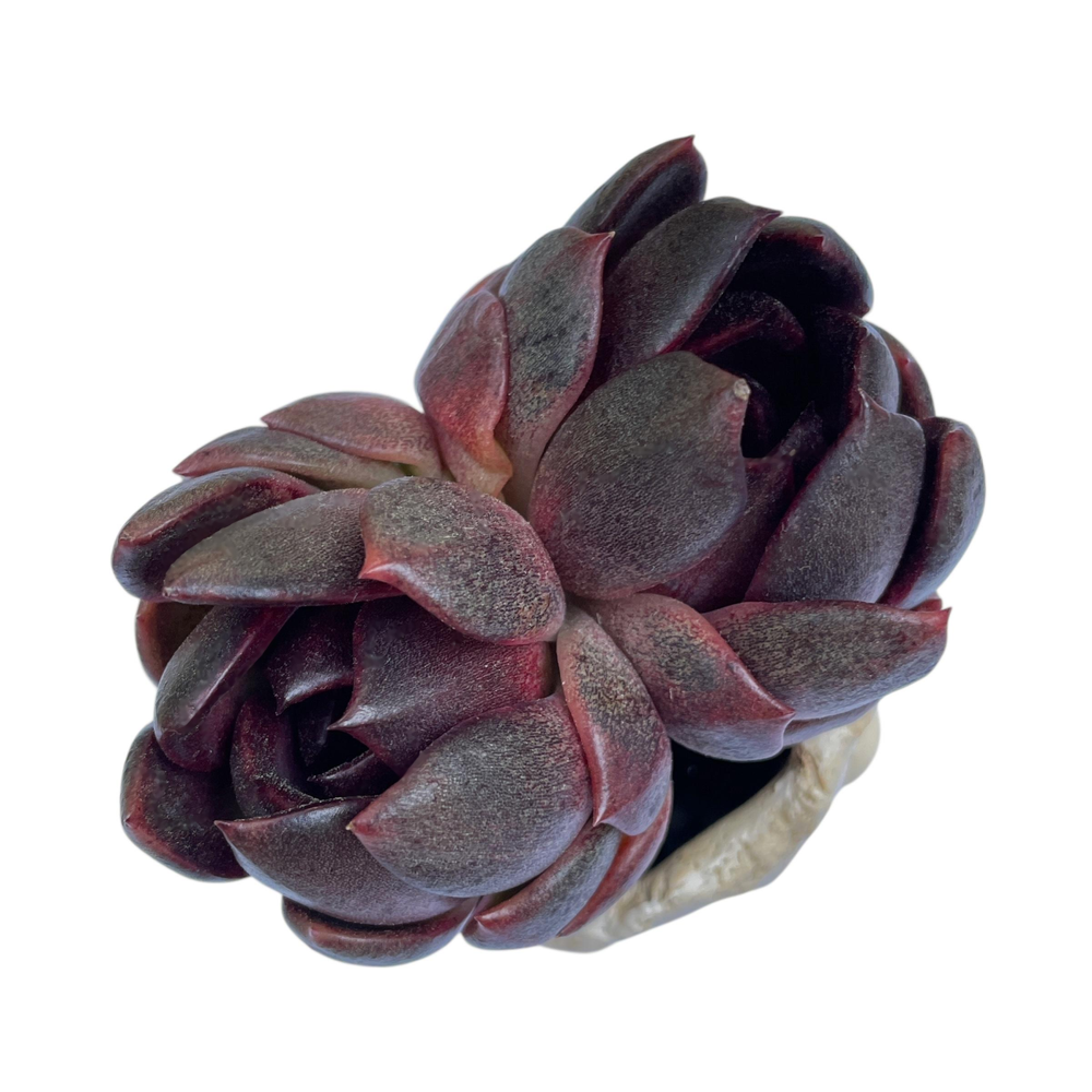 Echeveria Black Rose